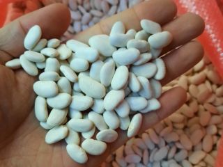 white and red beans 1. Specification: humidity 16% max,