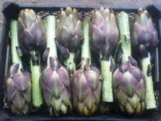 egyptian artichoke for 4000 pound per ton you can