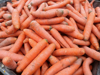 I will sell "od sort" carrots for animal feed.