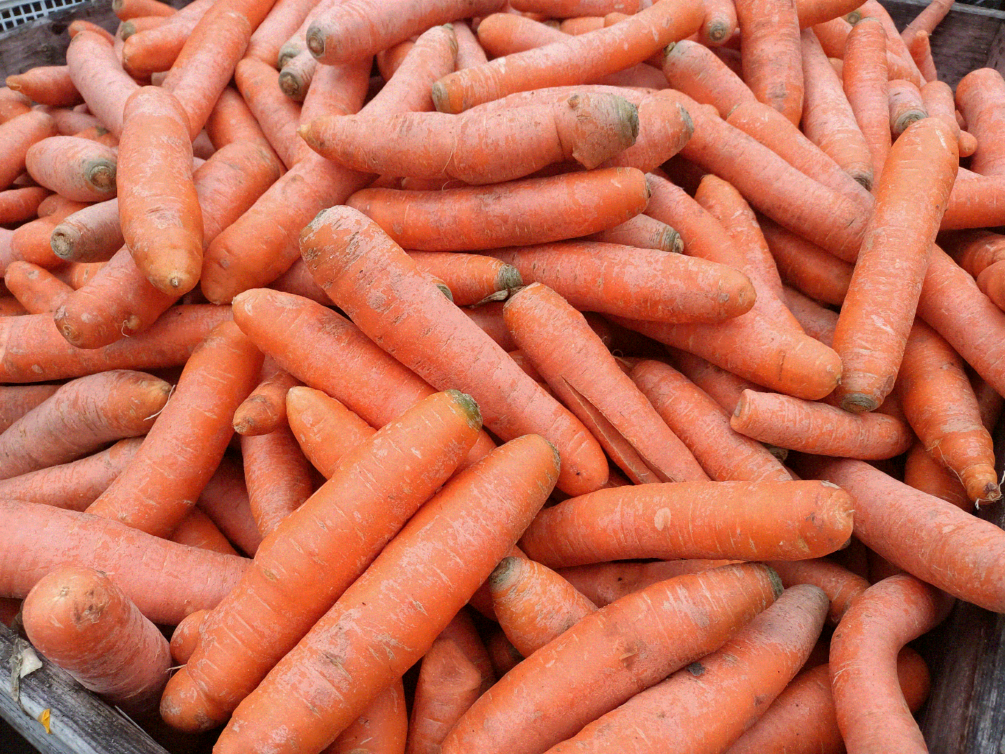 I will sell "od sort" carrots for animal feed