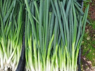Fresh Spring Onion redy to export from Albania.