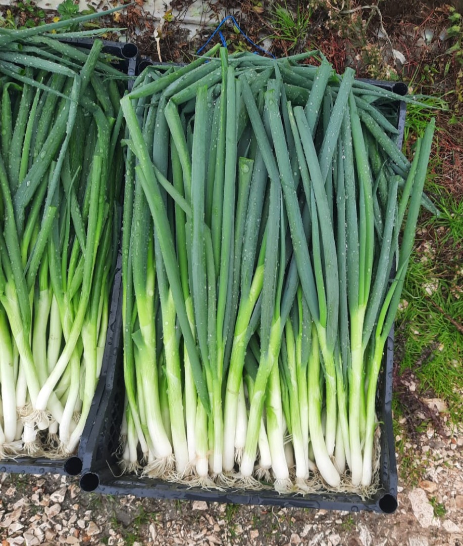Fresh Spring Onion redy to export from Albania
