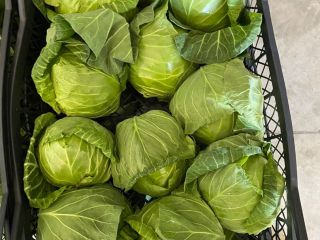 Buy Spring Cabbage Season 2023 Origin: Albania All Documents