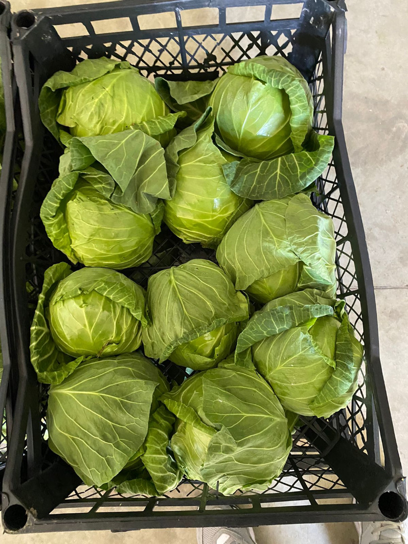 Buy Spring Cabbage Season 2023 Origin: Albania All Documents required for EU countries