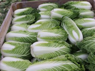 I will sell Chinese cabbage.