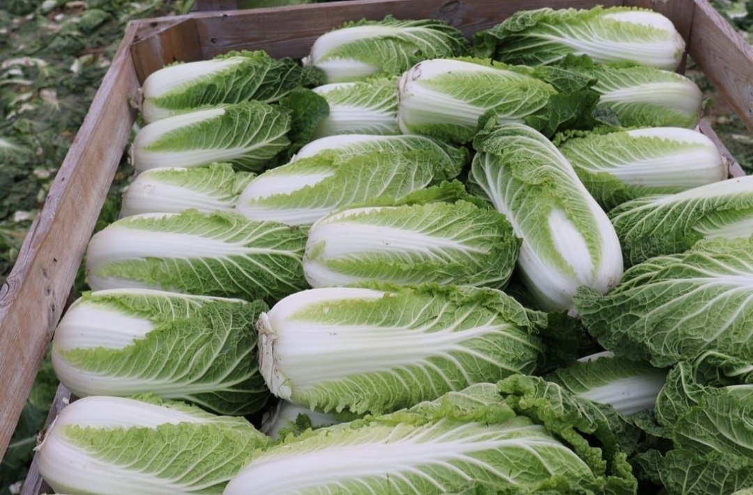 I will sell Chinese cabbage