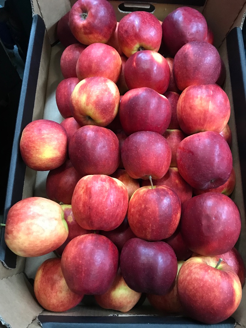I will sell apples of the Szampion Prince golden jonagored gloster variety