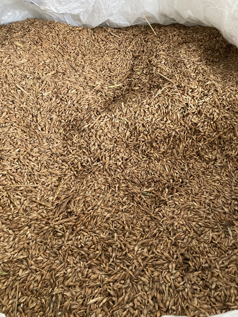 spelled from this year's harvest