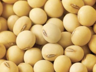 I sell soybeans directly from the producer Watsapp