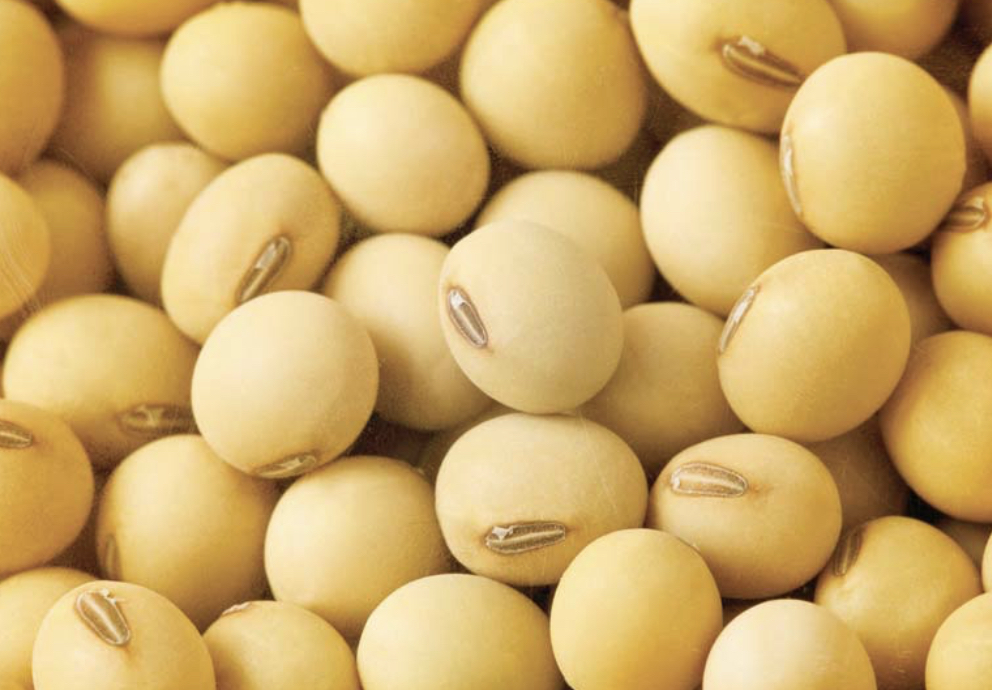 I sell soybeans directly from the producer Watsapp