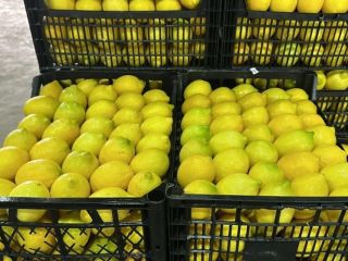 I will sell a lemon, Lamas variety, caliber 3/4,