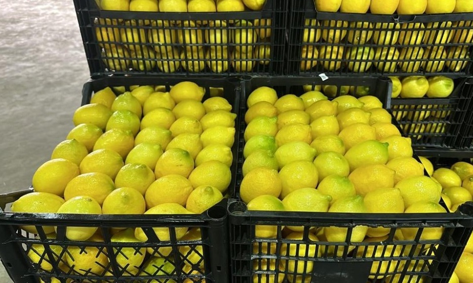 I will sell a lemon, Lamas variety, caliber 3/4, phone number