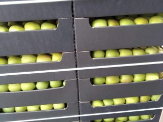 I WILL SELL LARGE QUANTITIES OF APPLES VARIETIES RED