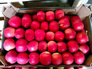I WILL SELL LARGE QUANTITIES OF APPLES VARIETIES RED