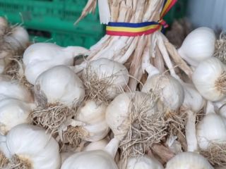 I am selling Romanian garlic for consumption and sowing