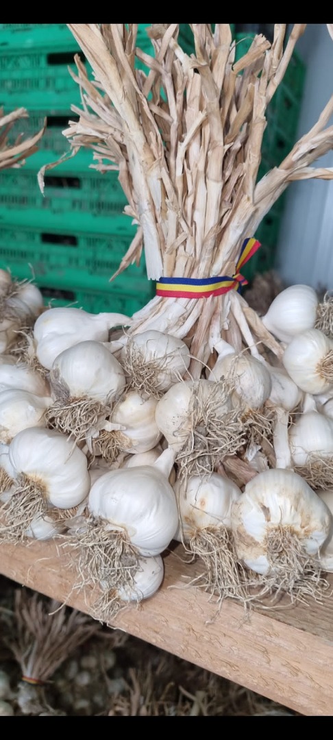 I am selling Romanian garlic for consumption and sowing in tails (bundles) and loose, caliber 25-50, very well dried