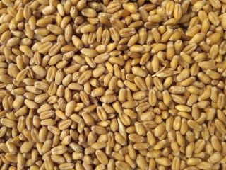 82 tonnes of mill quality wheat for sale in