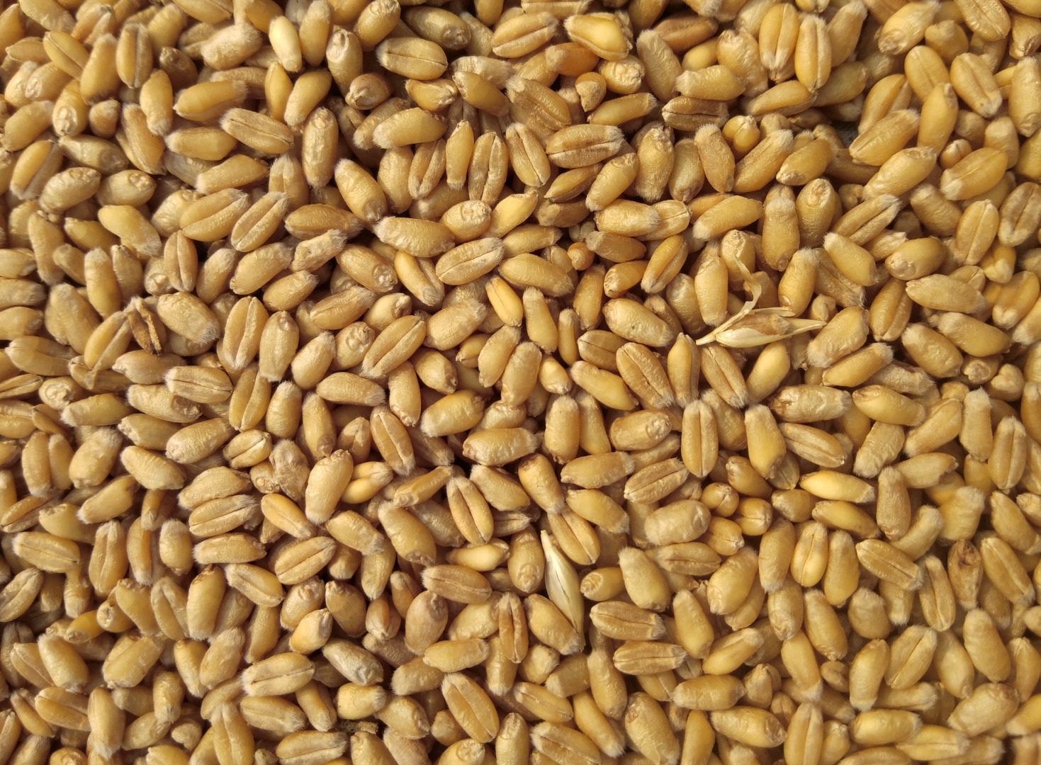82 tonnes of mill quality wheat for sale in Hungary