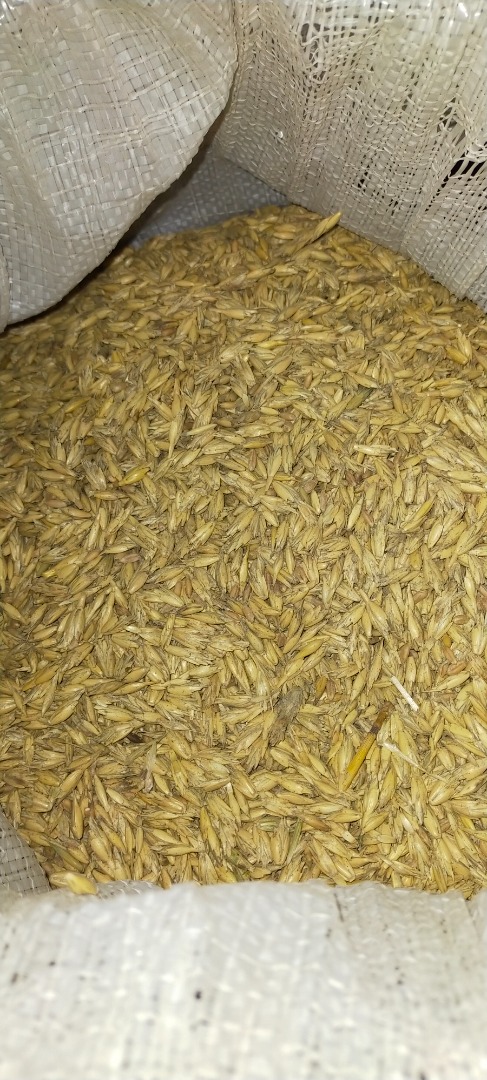 The rest of the grain from home cultivation
