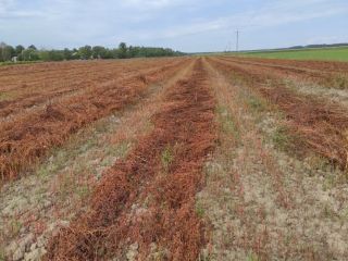 I will sell buckwheat without glyphosate