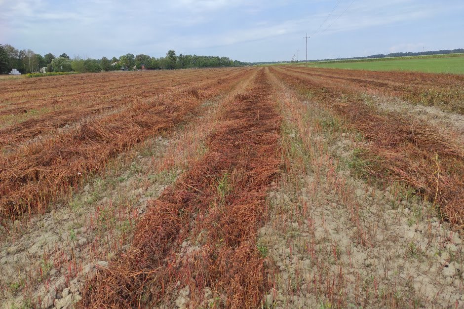 I will sell buckwheat without glyphosate