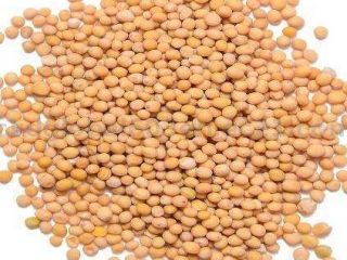 We are a company experts of exports mustard (black,