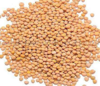 We are a company experts of exports mustard (black, yellow, white), origin Tanzania , FCA Tanzania