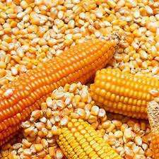 Yellow Corn Yellow Corn/Maize Specification: Commodity Name - Yellow Corn Crop - Current Year Moisture -14% Max Purity -99% Min Protein: 8% Min Color -Yellow