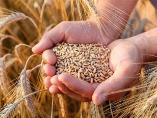 The Ukrainian company offers the sale of grain products