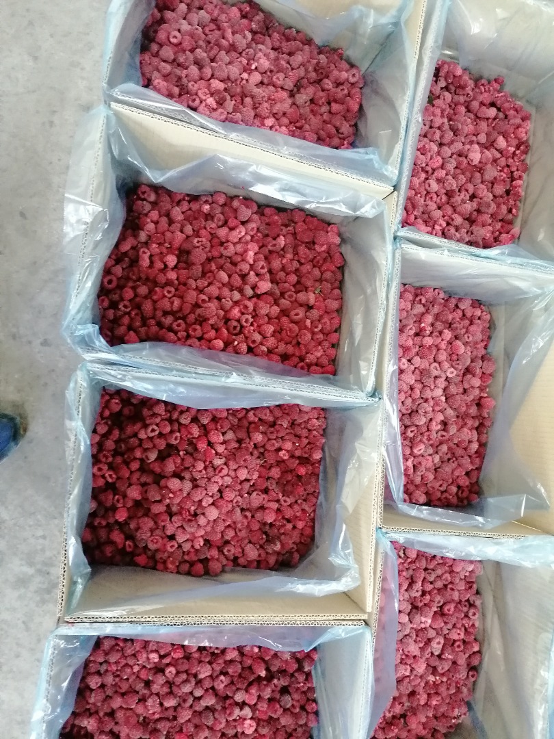 We offer raspberry varieties Vilamet and Miker in quality 80/20