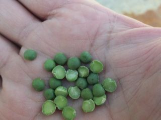 I am selling 400 tons of processed green and