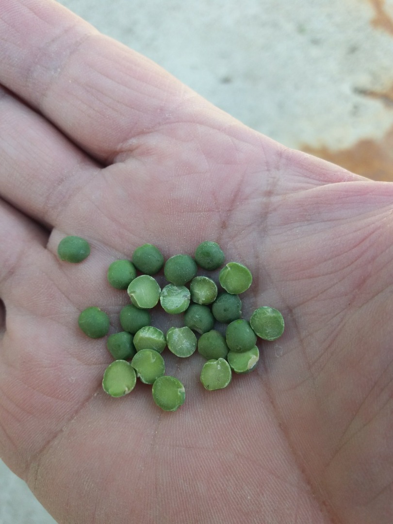I am selling 400 tons of processed green and yellow peas, halves