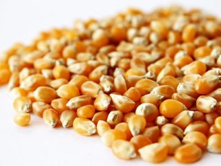 I buy corn in large quantities, at the best