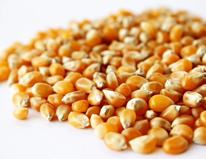 I buy corn in large quantities, at the best price nationwide!!! I am waiting for offers at the following contacts: , +36-70/600-4824