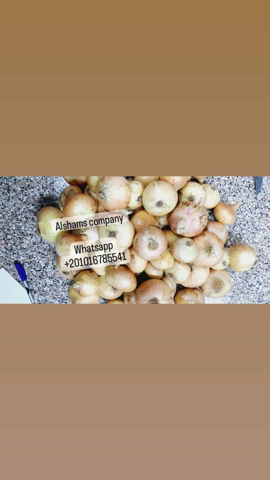 we are alshams company for exporting all agricultural crops from Egypt to all the world