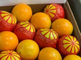 we are alshams company for exporting all agricultural crops