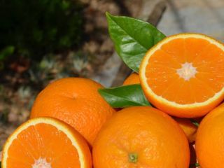 Ecological Oranges from the Balearic Islands directly from the