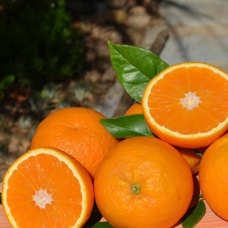 Ecological Oranges from the Balearic Islands directly from the farmer