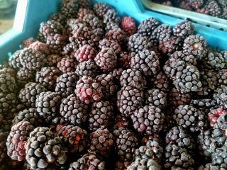 I will sell frozen blackberries. Country of origin Poland.