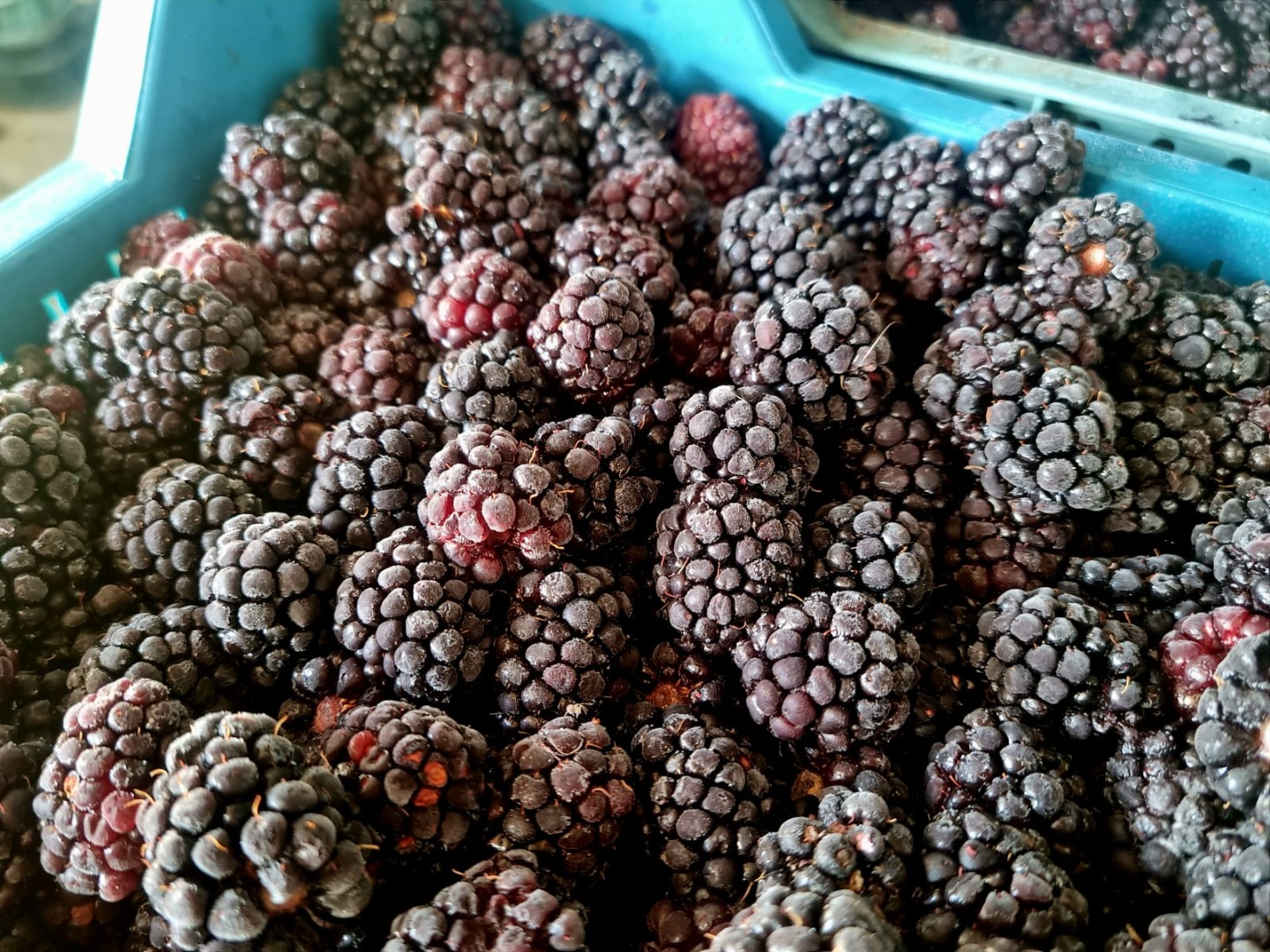 I will sell frozen blackberries