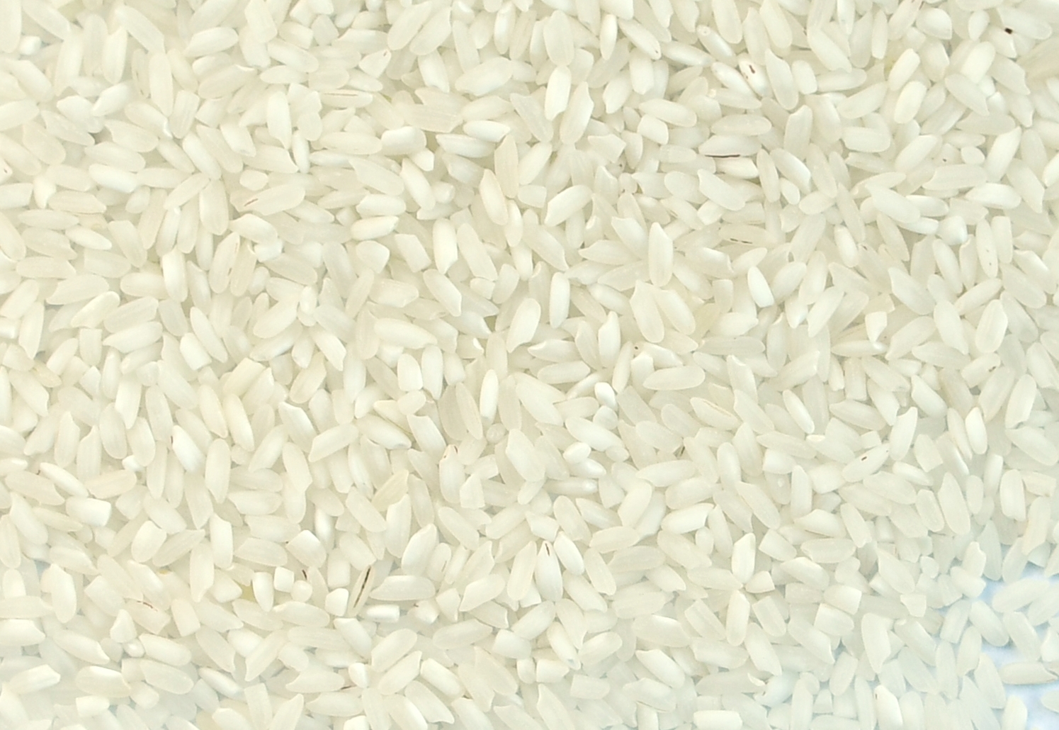 I WILL SELL RICE IN BB, the possibility of 25kg bags