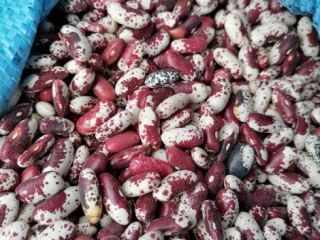 I will sell beans (beautiful Hansel - eagle -