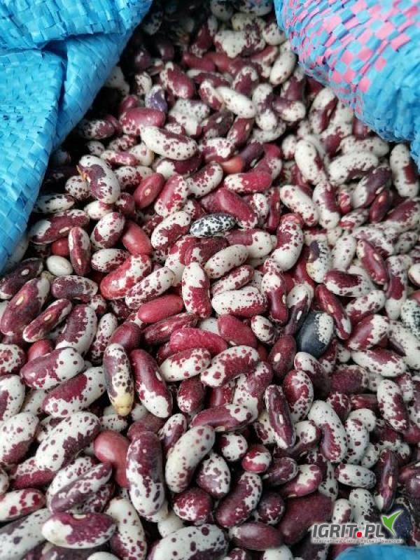 I will sell beans (beautiful Hansel - eagle - raspberry - colorful Hansel - Jaś vs