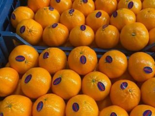 Fresh mandarin (murcotte) from Egypt ready to be exported
