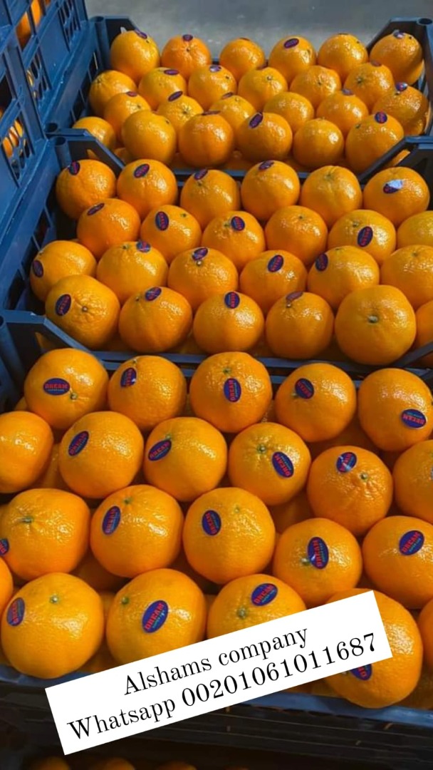 Fresh mandarin (murcotte) from Egypt ready to be exported to your destination with high quality