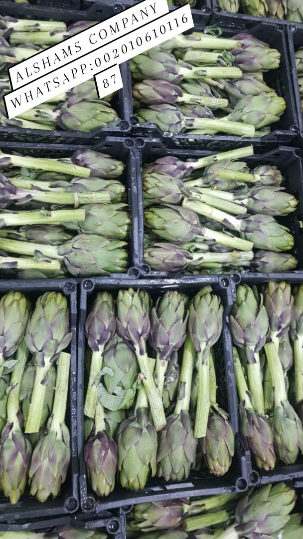 Fresh green artichoke from Egypt ready to be exported to your destination with high quality