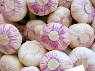 Fresh garlic from Egypt ready to be exported to