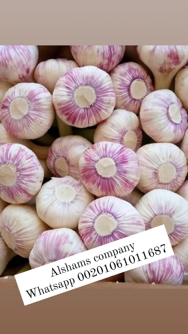Fresh garlic from Egypt ready to be exported to your destination with high quality