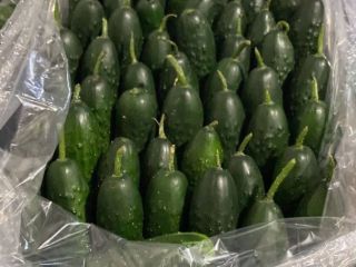 I will sell cucumber from Turkey wholesale price from