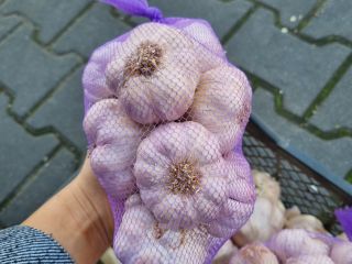 BUY MARKET RETURNS GARLIC WHOLESALE SALE OF GARLIC POLISH,